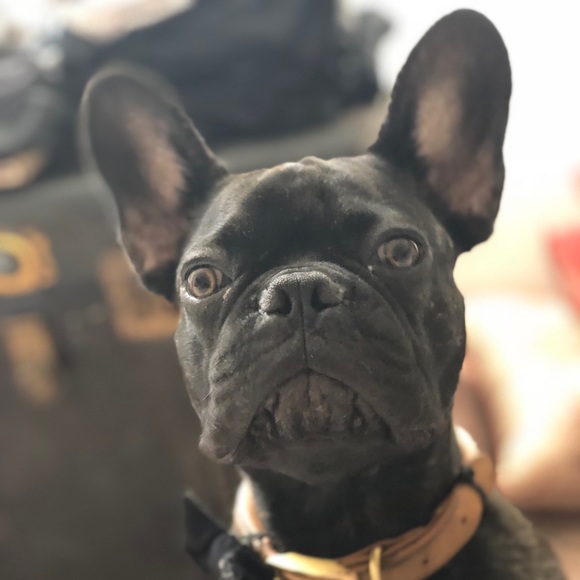 Meet your Posher, Elisa - Picture 1 of 1